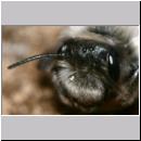 Andrena vaga - Weiden-Sandbiene -08- 01.jpg